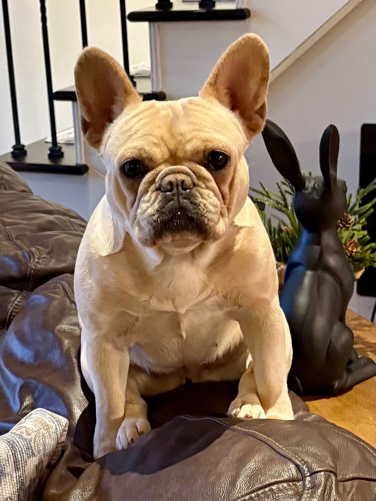 French Bulldog Puppies breeder image 23