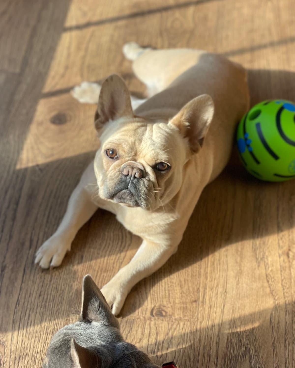 French Bulldog Puppies breeder image 3