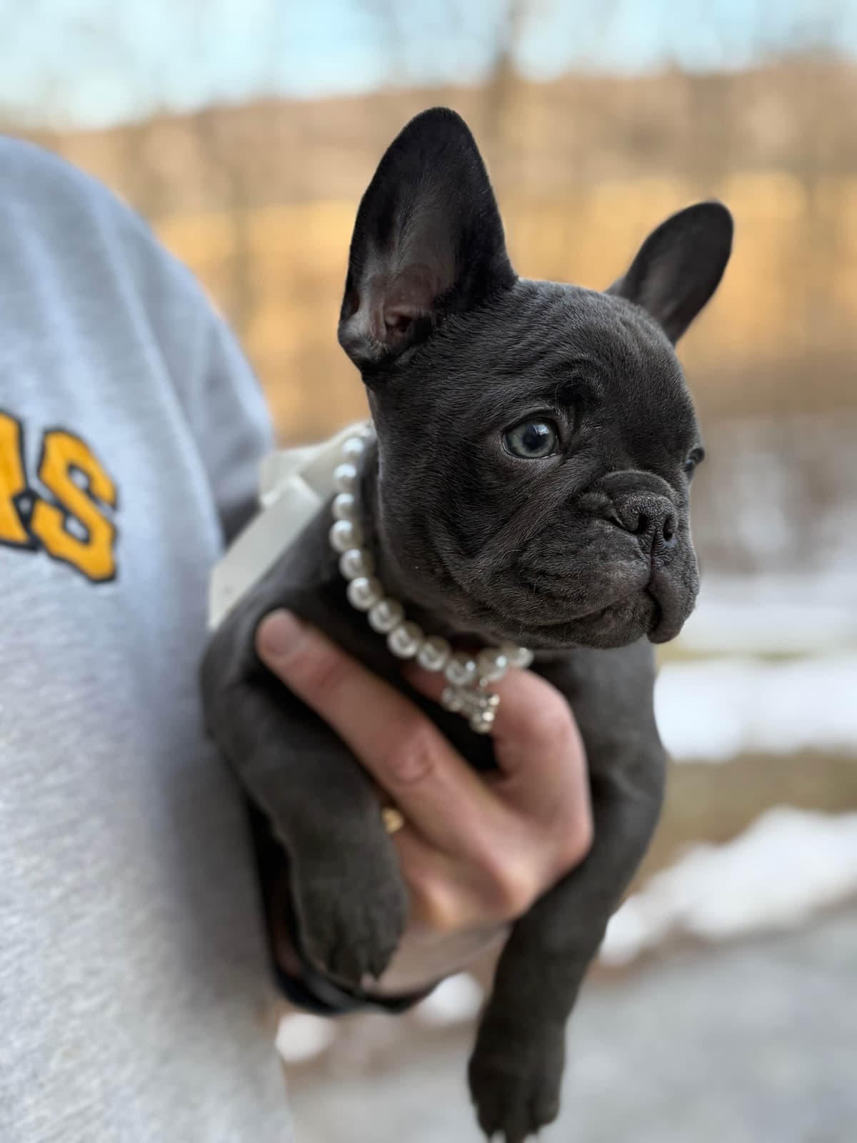 French Bulldog Puppies breeder image 24