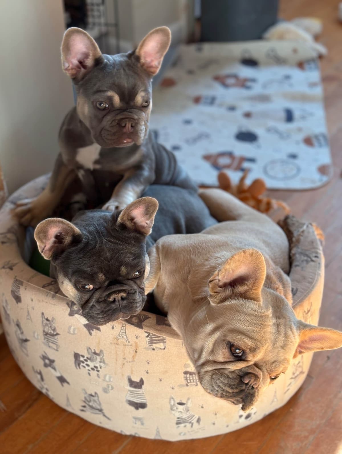 French Bulldog Puppies breeder image 11