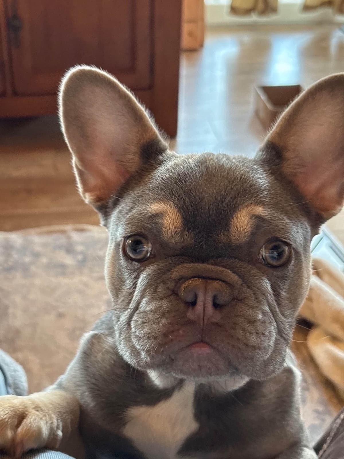 French Bulldog Puppies breeder image 26