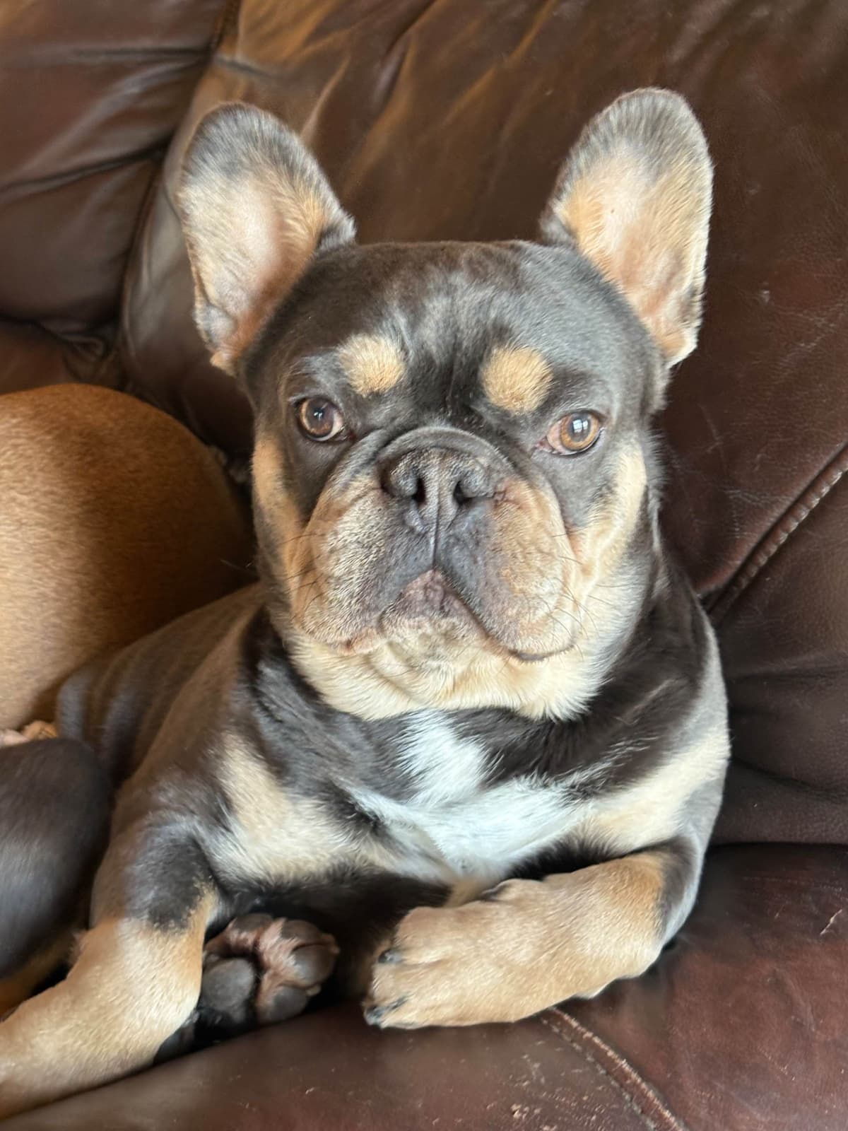 French Bulldog Puppies breeder image 27