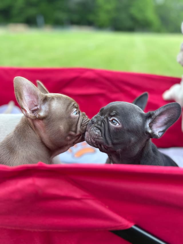 French Bulldog Puppies media 4