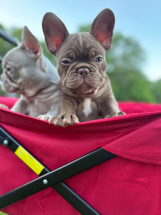 French Bulldog Puppies media 5