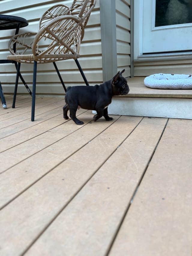 French Bulldog Puppies media 6