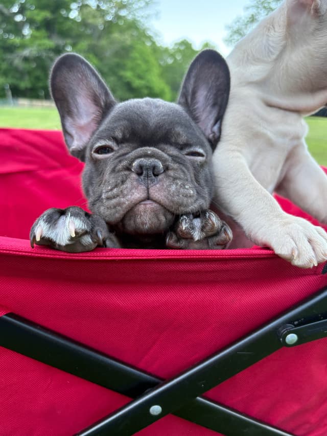 French Bulldog Puppies media 8