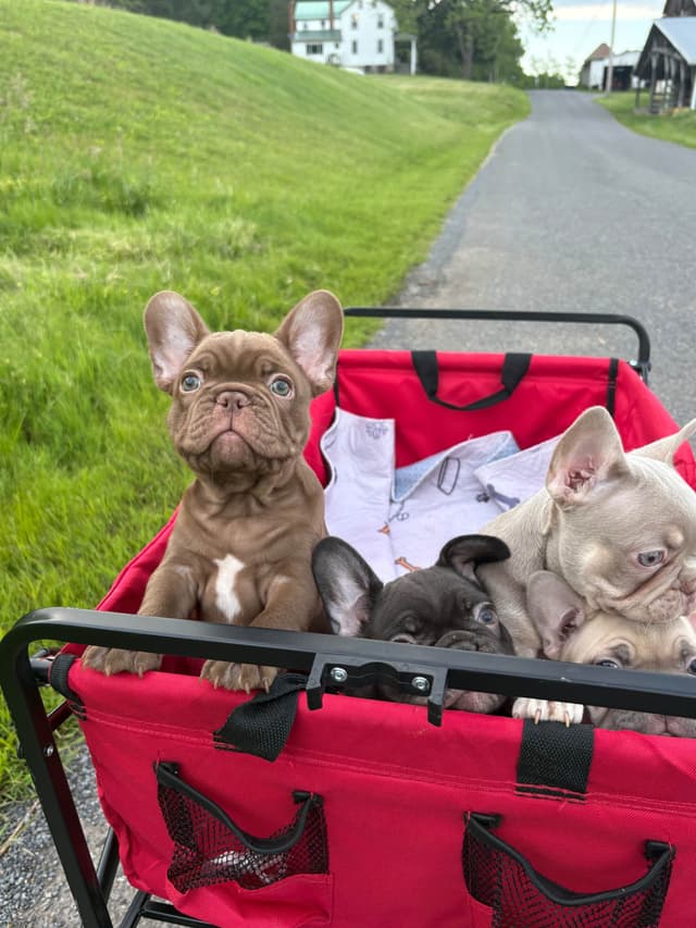 French Bulldog Puppies media 7