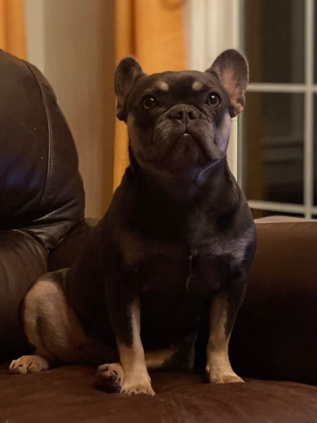 French Bulldog Puppies media 10