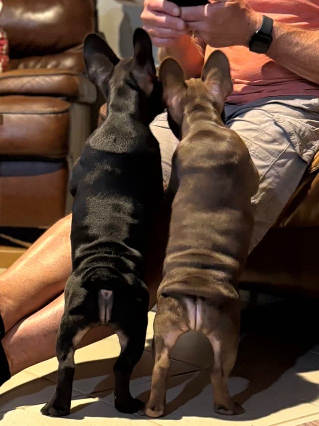 French Bulldog Puppies media 3