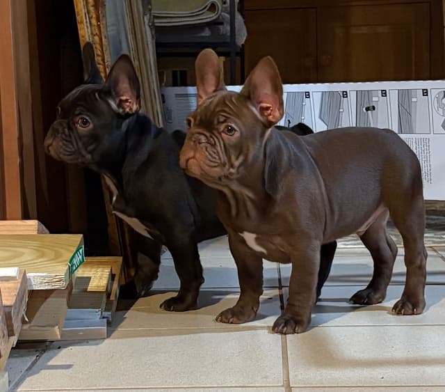 French Bulldog Puppies media 2