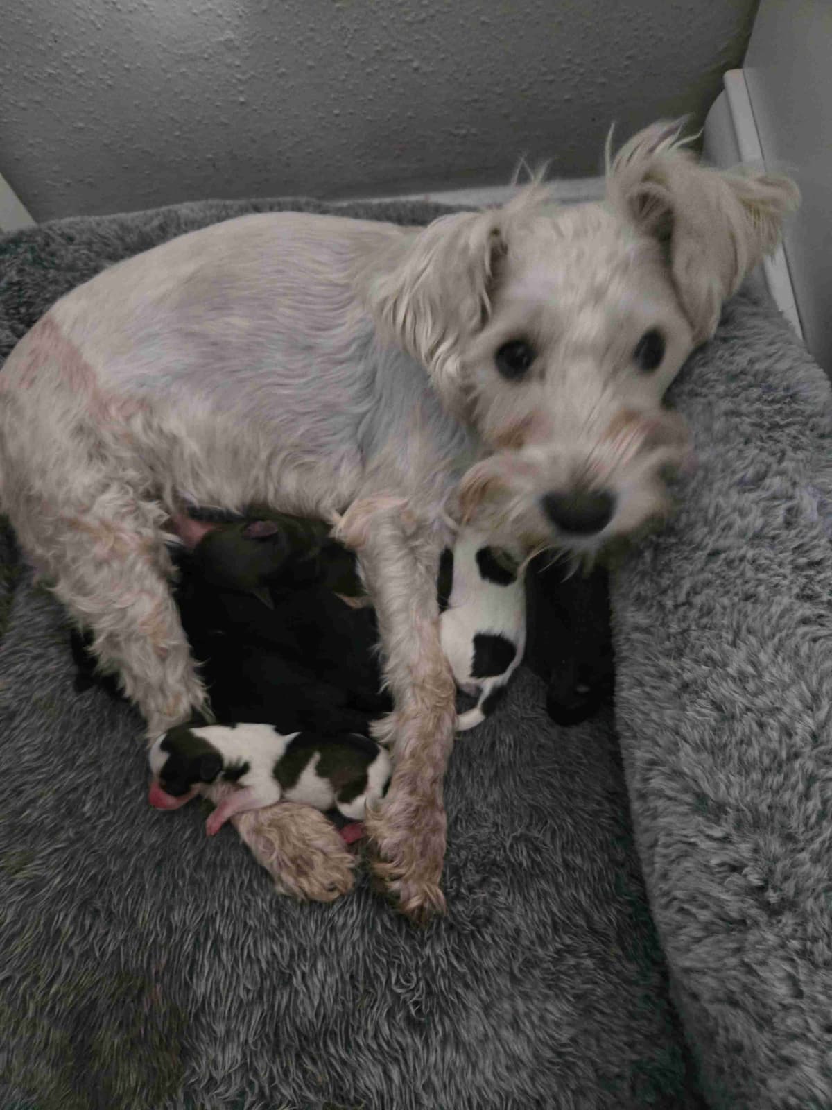 Miniature Schnauzer Puppies breeder image 1