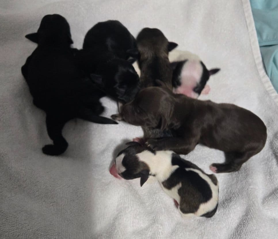 Miniature Schnauzer Puppies breeder image 2