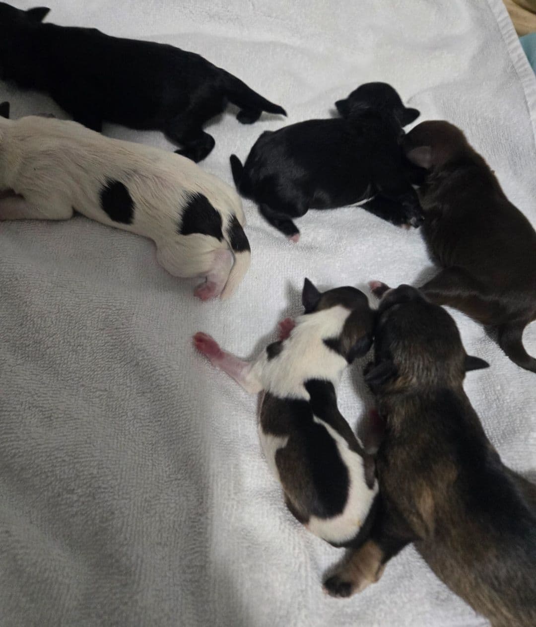 Miniature Schnauzer Puppies breeder image 3