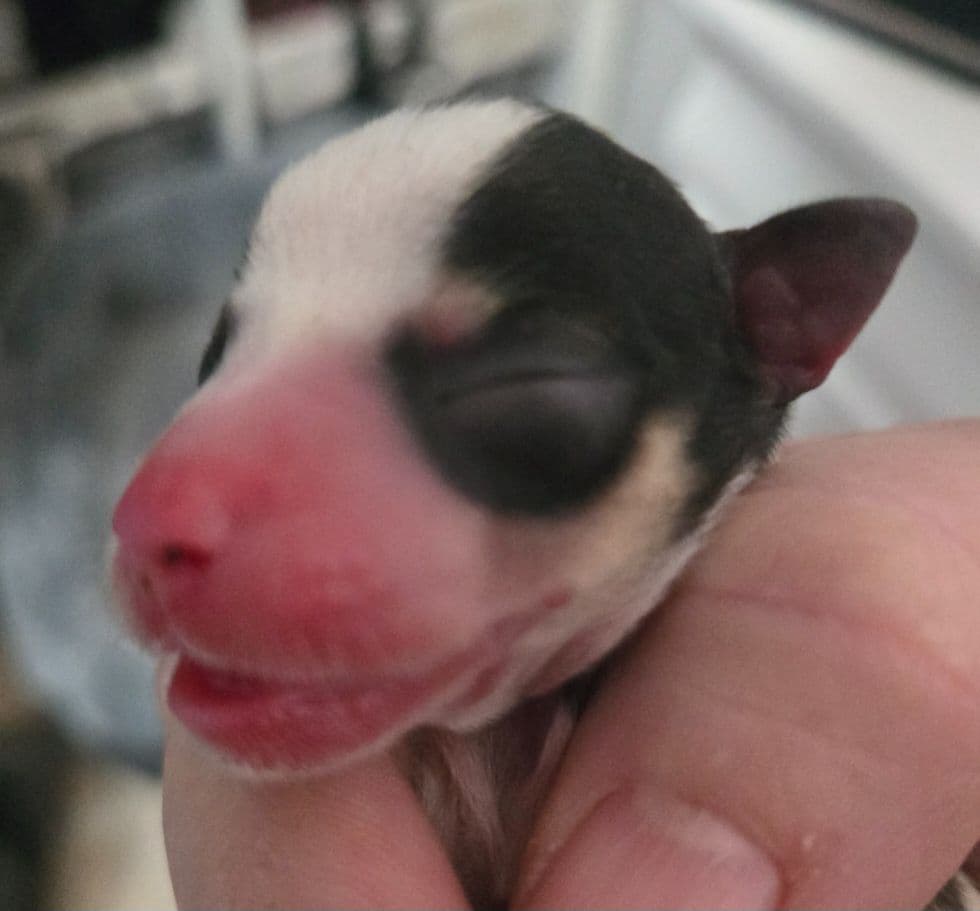 Miniature Schnauzer Puppies breeder image 4