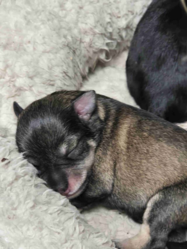 Miniature Schnauzer Puppies media 3