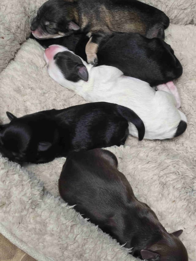 Miniature Schnauzer Puppies media 6