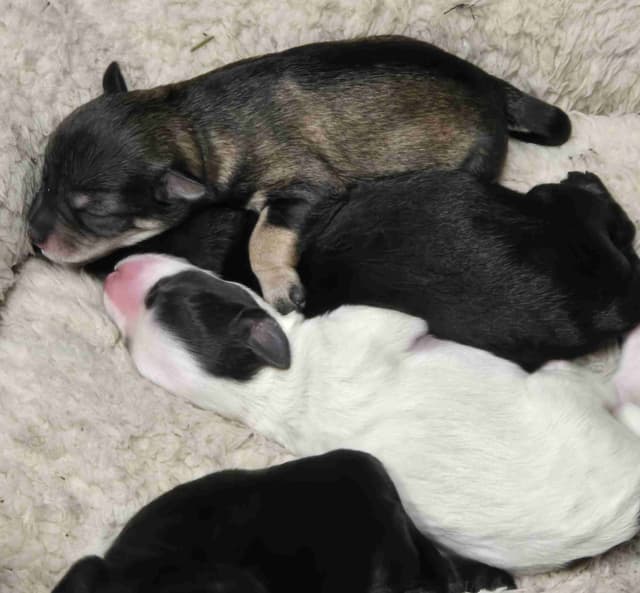Miniature Schnauzer Puppies media 4
