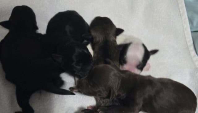 Miniature Schnauzer Puppies media 5