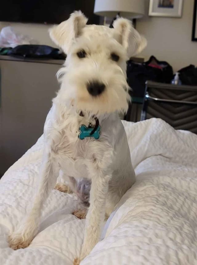 Miniature Schnauzer Puppies media 8