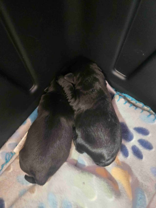 Miniature Schnauzer Puppies media 10