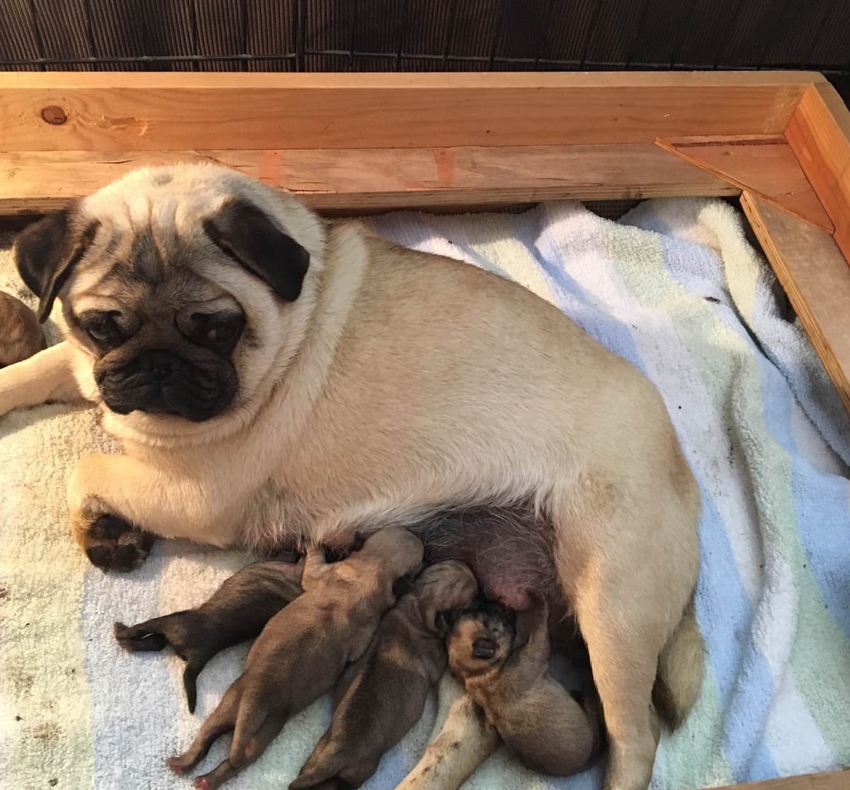 FEMALE Pug Puppies breeder image 1
