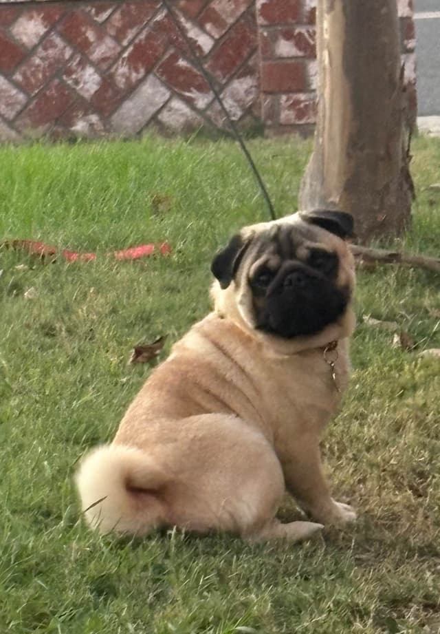 FEMALE Pug Puppies media 2