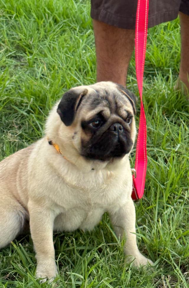 FEMALE Pug Puppies media 3