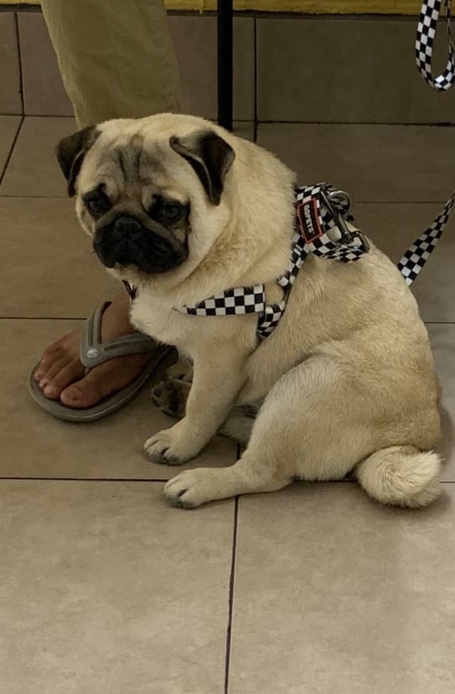 FEMALE Pug Puppies media 4