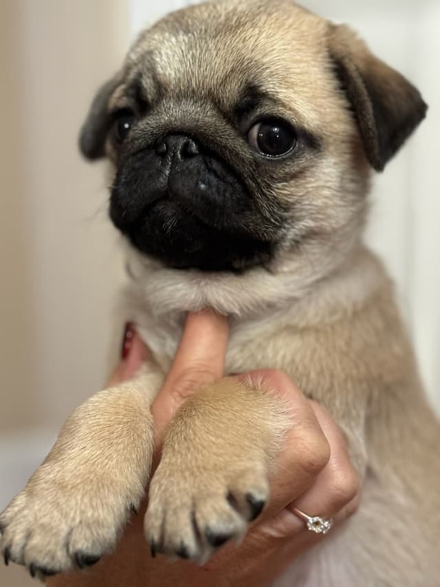 FEMALE Pug Puppies media 5