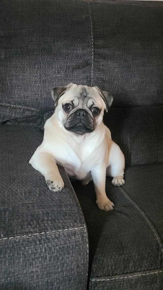 FEMALE Pug Puppies media 6