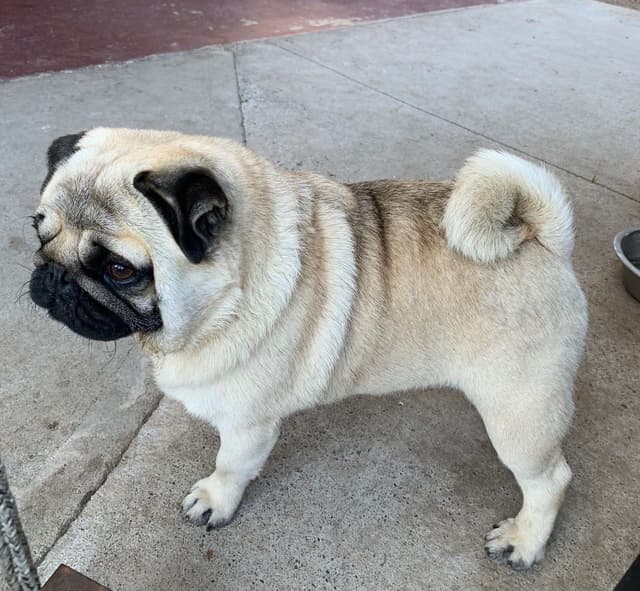 FEMALE Pug Puppies media 7