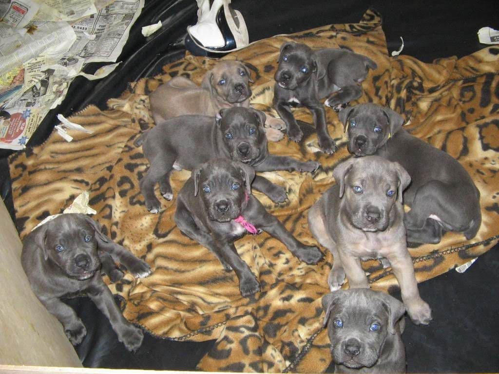 Cane Corso Puppies- Last One!! breeder image 1