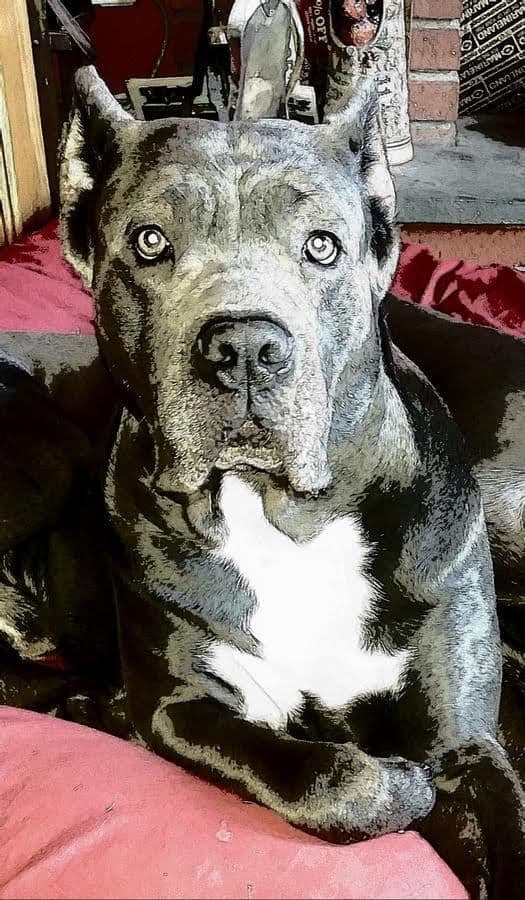 Cane Corso Puppies- Last One!! breeder image 3