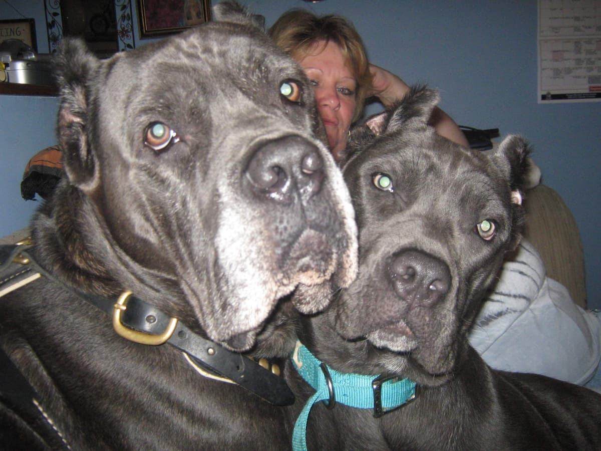 Cane Corso Puppies- Last One!! breeder image 4