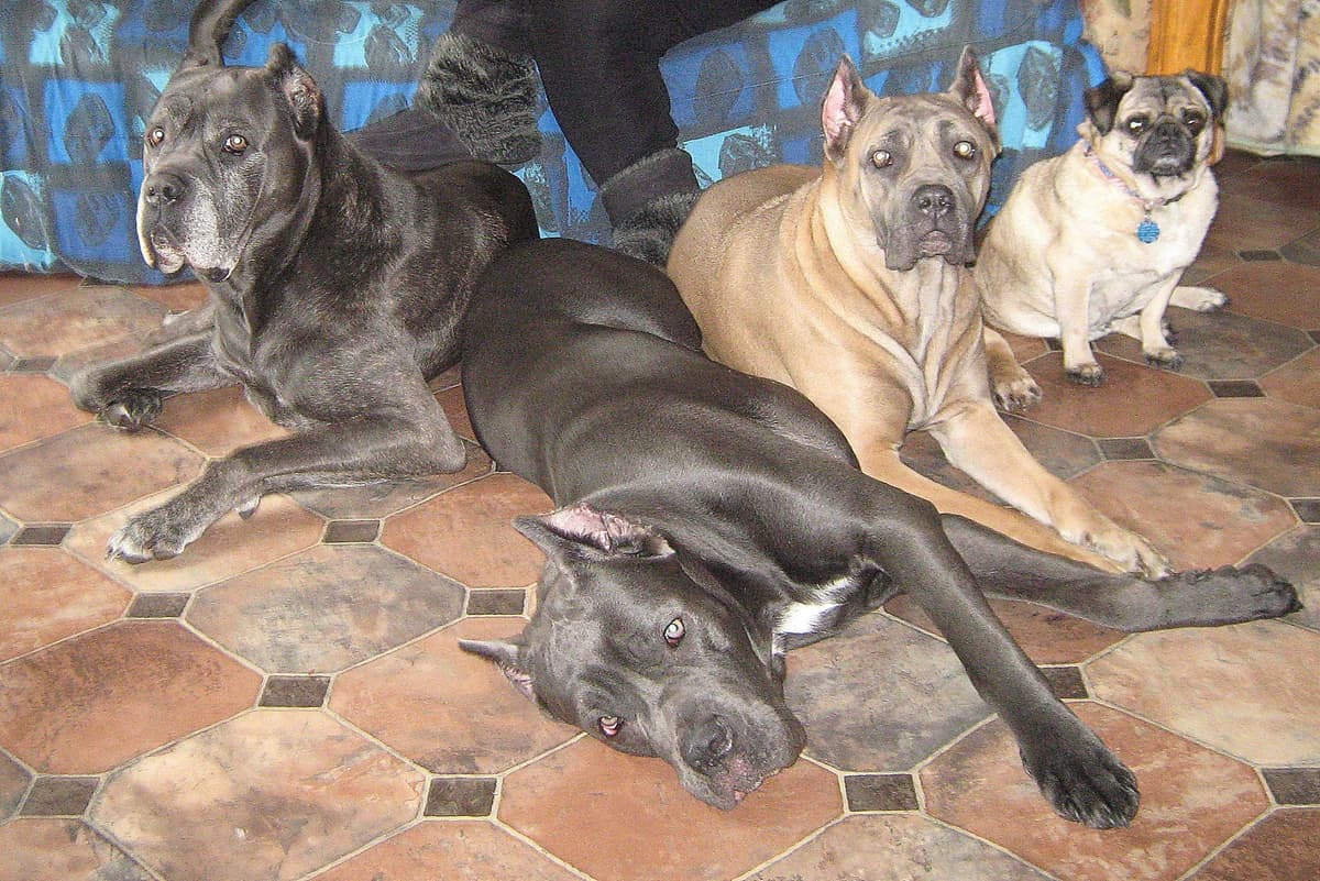 Cane Corso Puppies- Last One!! breeder image 5