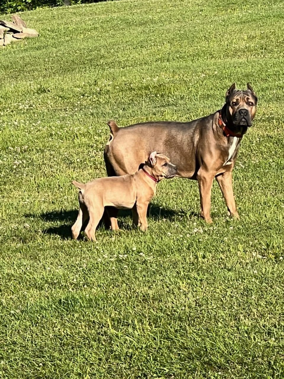 Cane Corso Puppies- Last One!! breeder image 6