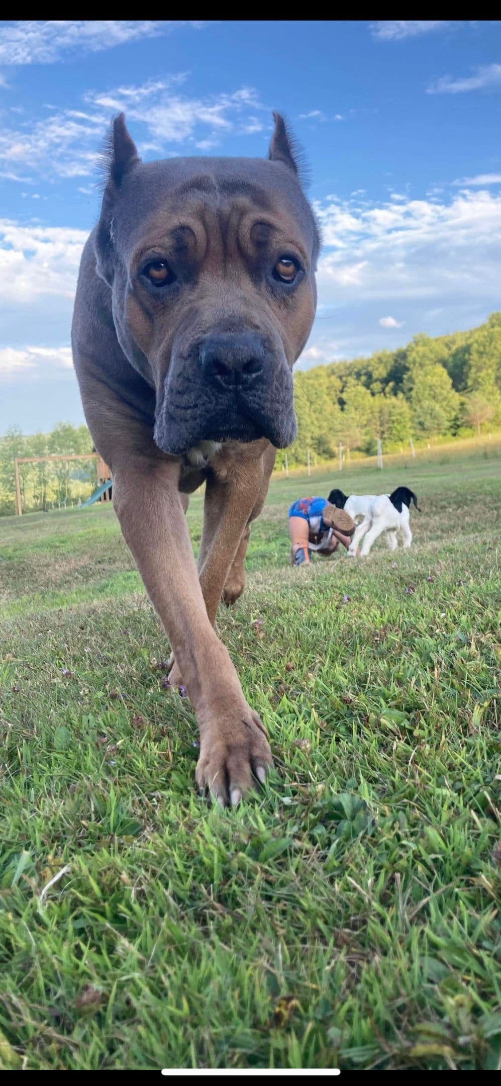 Cane Corso Puppies- Last One!! breeder image 7