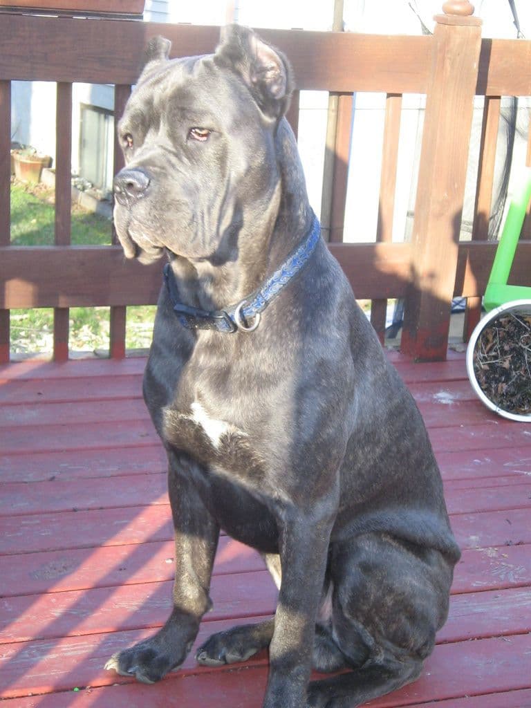 Cane Corso Puppies- Last One!! breeder image 8