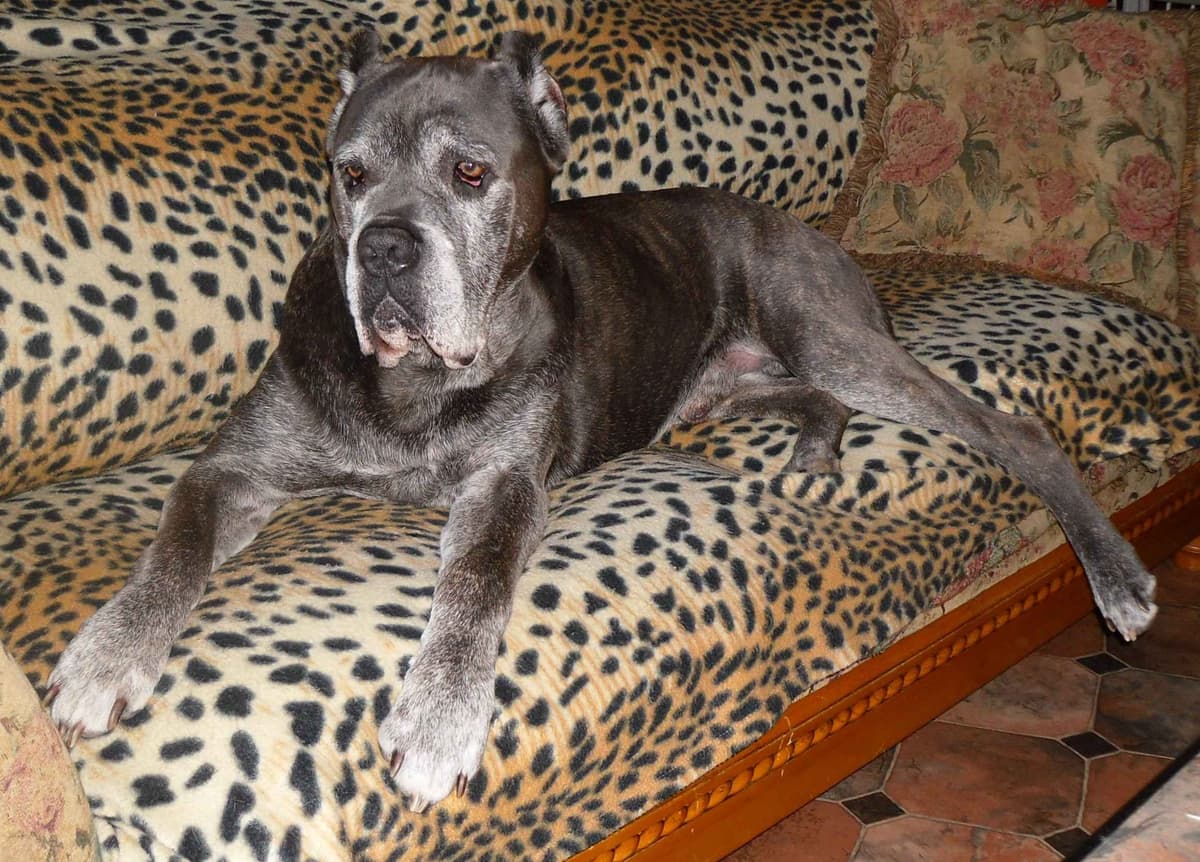 Cane Corso Puppies- Last One!! breeder image 9