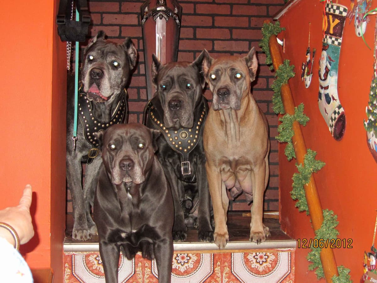 Cane Corso Puppies- Last One!! breeder image 10