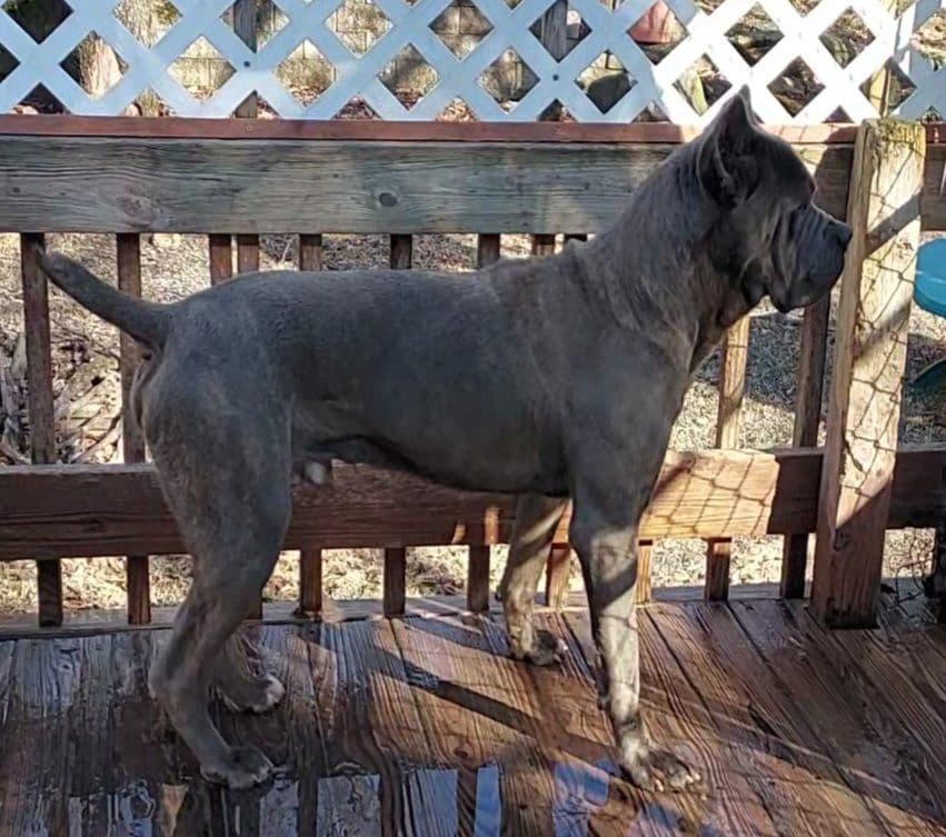Cane Corso Puppies- Last One!! breeder image 13