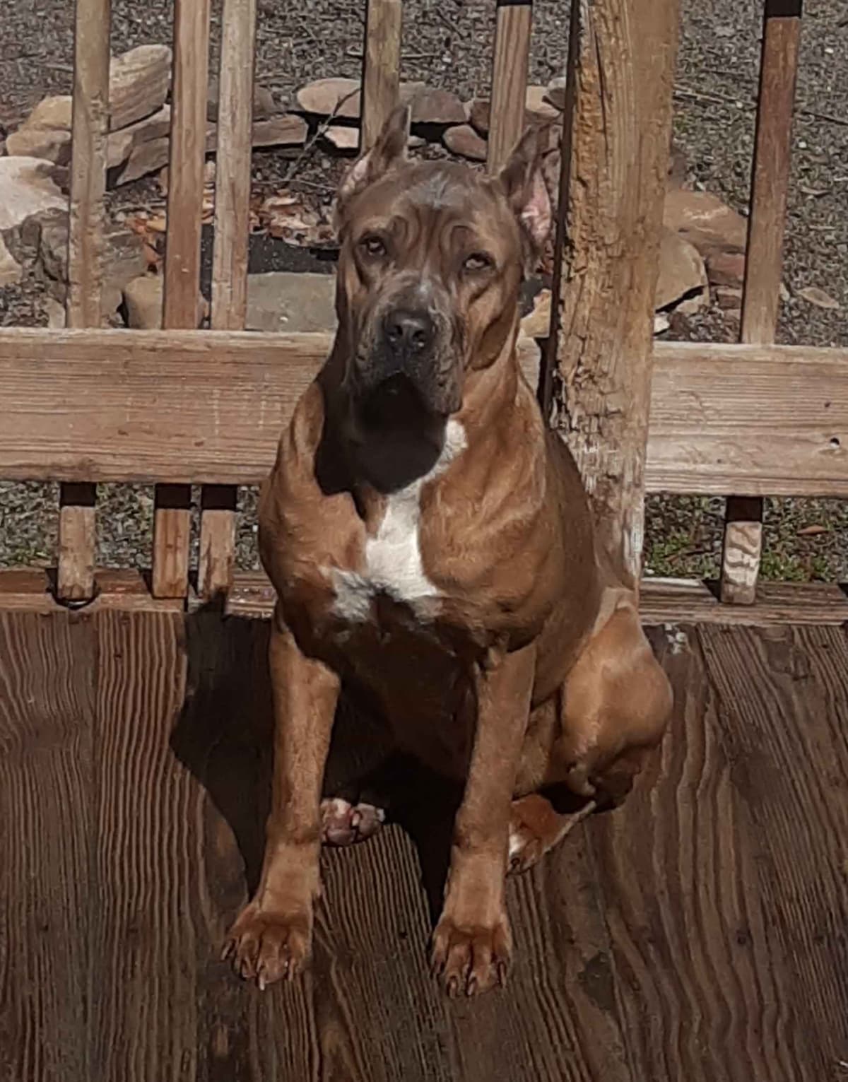 Cane Corso Puppies- Last One!! breeder image 14