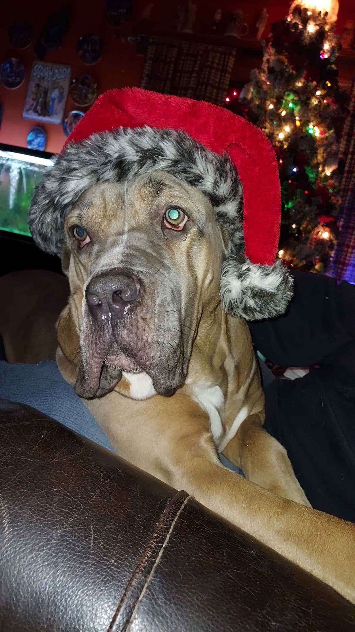 Cane Corso Puppies- Last One!! breeder image 15