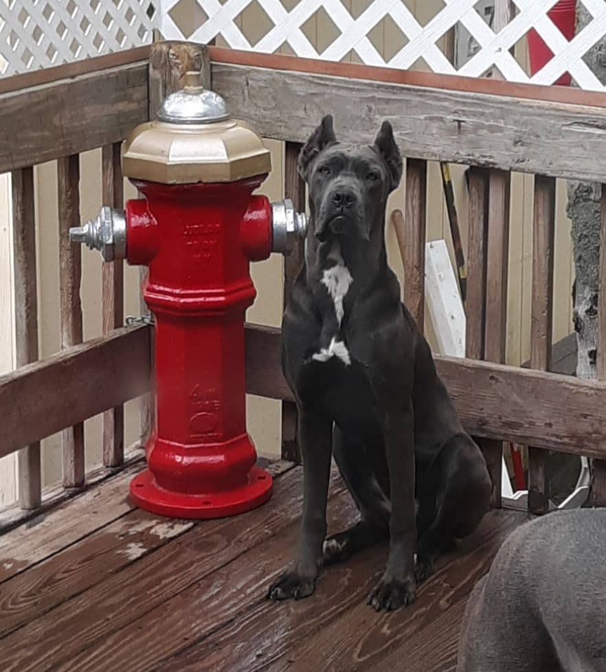 Cane Corso Puppies- Last One!! breeder image 16