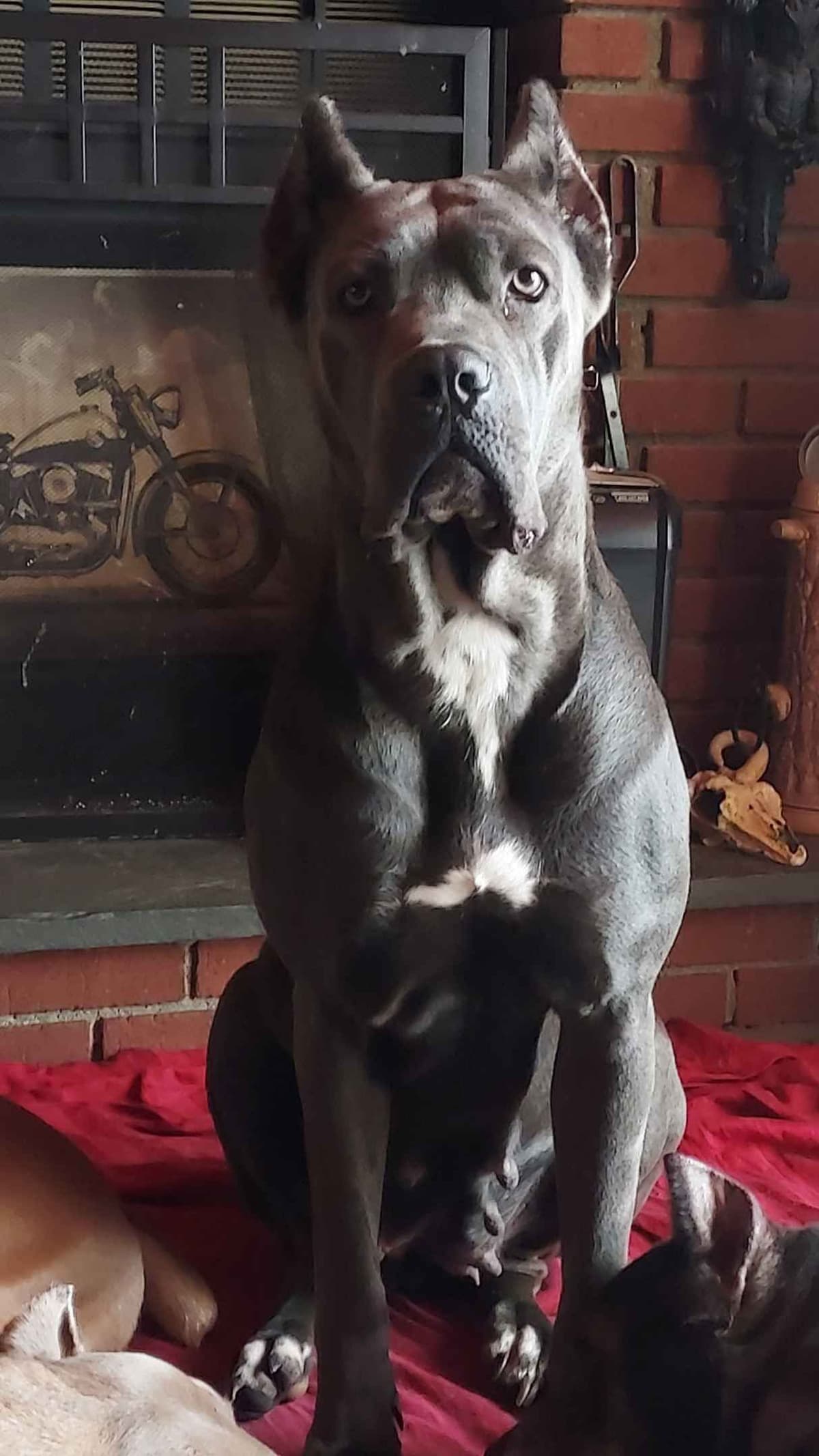 Cane Corso Puppies- Last One!! breeder image 17