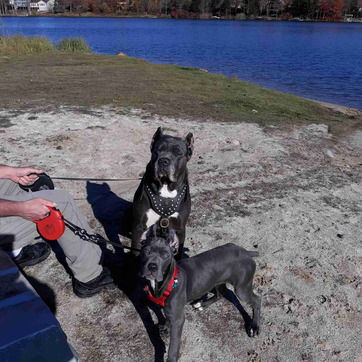 Cane Corso Puppies- Last One!! breeder image 18