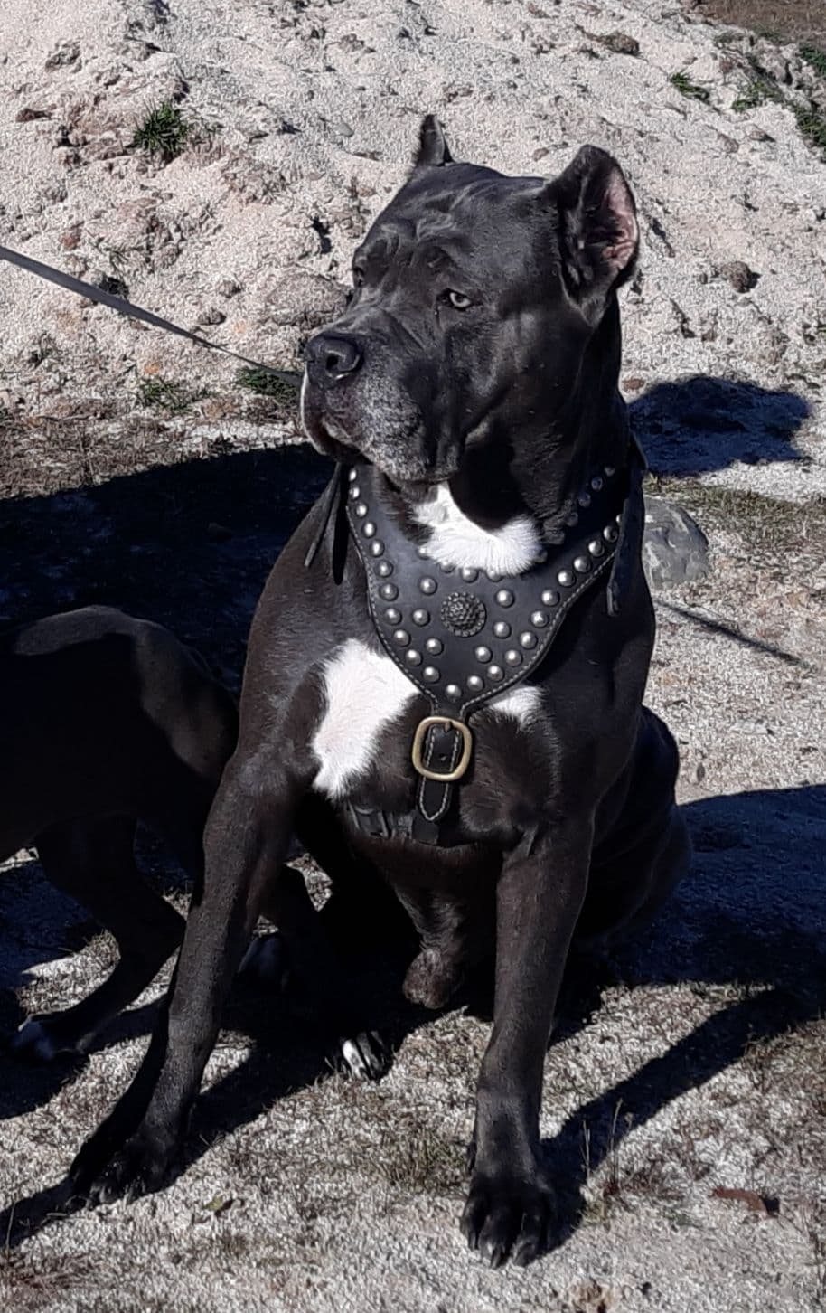 Cane Corso Puppies- Last One!! breeder image 19