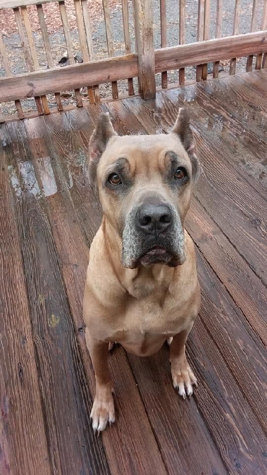 Cane Corso Puppies- Last One!! breeder image 20
