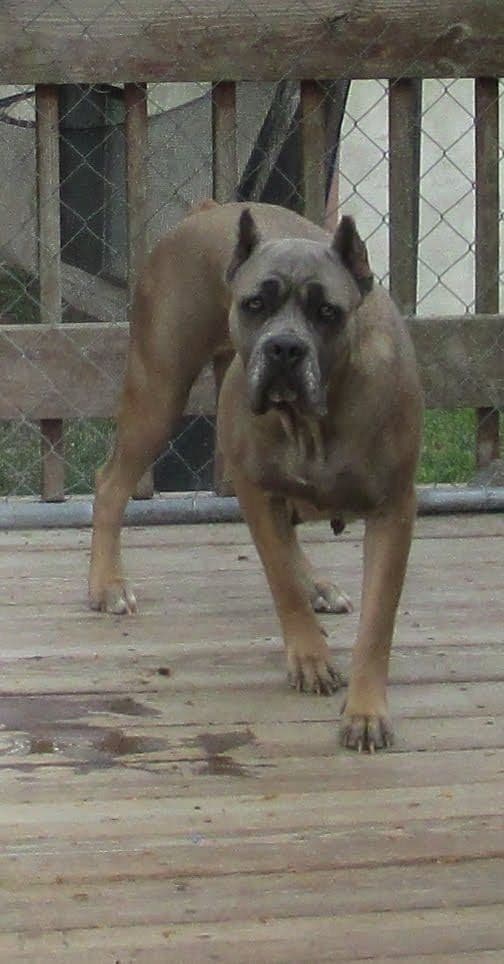 Cane Corso Puppies- Last One!! breeder image 24
