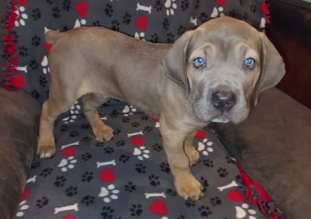Cane Corso Puppies- Last One!! media 2
